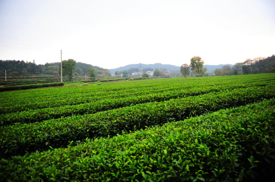 茶园.jpg