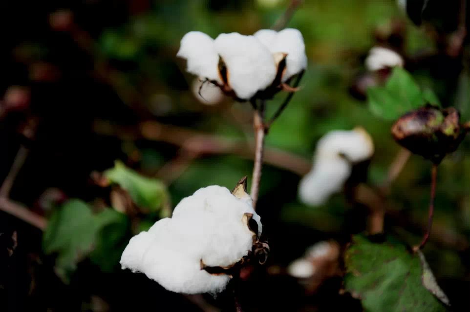 棉花1.jpg