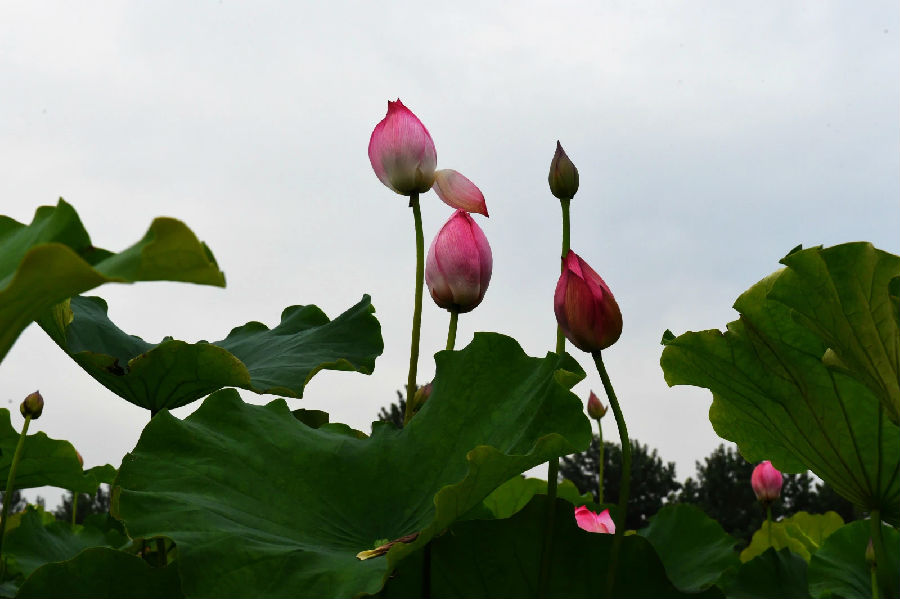 荷1.jpg